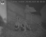 Capi_Dubne_20250626_003003.jpg