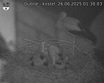 Capi_Dubne_20250626_013003.jpg