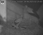 Capi_Dubne_20250626_022503.jpg