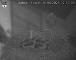 Capi_Dubne_20250626_025003.jpg