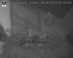 Capi_Dubne_20250626_025502.jpg