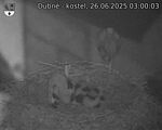 Capi_Dubne_20250626_030003.jpg