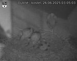Capi_Dubne_20250626_030503.jpg