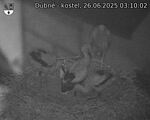 Capi_Dubne_20250626_031002.jpg