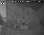Capi_Dubne_20250626_035002.jpg