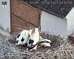 Capi_Dubne_20250626_044504.jpg