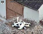 Capi_Dubne_20250626_045003.jpg