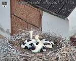Capi_Dubne_20250626_045504.jpg