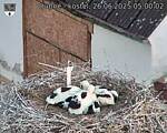 Capi_Dubne_20250626_050002.jpg