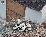 Capi_Dubne_20250626_051004.jpg