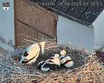 Capi_Dubne_20250626_053003.jpg