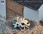 Capi_Dubne_20250626_053504.jpg