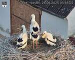 Capi_Dubne_20250626_054502.jpg