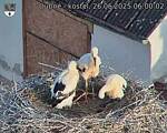 Capi_Dubne_20250626_060002.jpg