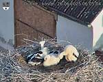 Capi_Dubne_20250626_060504.jpg