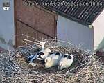 Capi_Dubne_20250626_061004.jpg