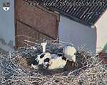 Capi_Dubne_20250626_061502.jpg