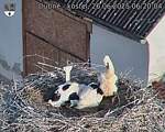 Capi_Dubne_20250626_062004.jpg