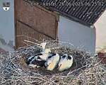 Capi_Dubne_20250626_062502.jpg