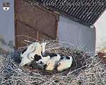 Capi_Dubne_20250626_063504.jpg