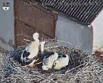 Capi_Dubne_20250626_064002.jpg