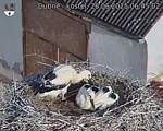 Capi_Dubne_20250626_064502.jpg