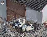 Capi_Dubne_20250626_065002.jpg