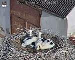 Capi_Dubne_20250626_065503.jpg