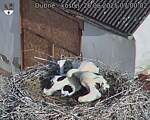 Capi_Dubne_20250626_070002.jpg