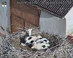 Capi_Dubne_20250626_070504.jpg