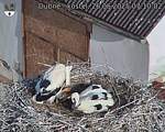 Capi_Dubne_20250626_071002.jpg