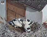 Capi_Dubne_20250626_072004.jpg