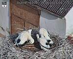 Capi_Dubne_20250626_072503.jpg