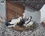 Capi_Dubne_20250626_073002.jpg