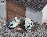 Capi_Dubne_20250626_073504.jpg