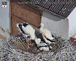 Capi_Dubne_20250626_074002.jpg