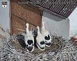 Capi_Dubne_20250626_074502.jpg