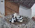 Capi_Dubne_20250626_075004.jpg