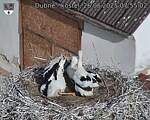 Capi_Dubne_20250626_075502.jpg