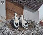 Capi_Dubne_20250626_080004.jpg