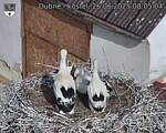 Capi_Dubne_20250626_080504.jpg