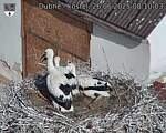 Capi_Dubne_20250626_081003.jpg