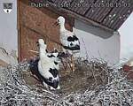 Capi_Dubne_20250626_081503.jpg