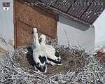 Capi_Dubne_20250626_082004.jpg