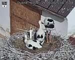 Capi_Dubne_20250626_083504.jpg