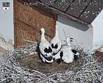 Capi_Dubne_20250626_084503.jpg