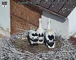 Capi_Dubne_20250626_085003.jpg