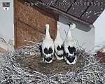 Capi_Dubne_20250626_085503.jpg