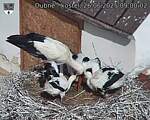 Capi_Dubne_20250626_090002.jpg