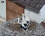 Capi_Dubne_20250626_092002.jpg